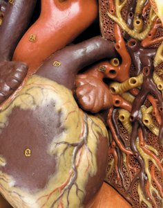Detalj av en mannlig anatomisk ecorche-modell, som viser muskler, arterier og vener, sirkulasjonen og nervesystemet av Gustav Zeiller