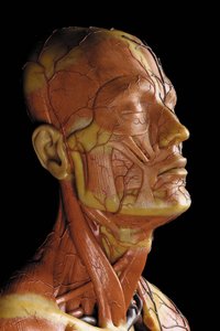 Detalj av en mannlig anatomisk ecorche-modell, som viser muskler, arterier og vener, sirkulasjonen og nervesystemet (voks) (se også 469823 til 469827) av Gustav Zeiller