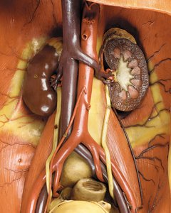 Detalj av en mannlig anatomisk ecorche-modell, som viser muskler, arterier og vener, sirkulasjonen og nervesystemet (voks) (se også 469822 til 469827) av Gustav Zeiller