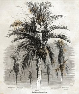 Ligeringen av palmene i Elche, med sikte på å bevare hvitheten, for å flette dem, tegning av Gustave Dore (1832-1883), for å illustrere hans reise til Spania, i 1862, med Ch. Davillier. Gravering i "" Le tour du monde"", redigert av E av Gustave Dore