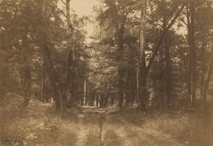 Bas-Bréau, Fontainebleau-skogen av Gustave Le Gray