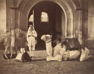 Kamel liggende, ca. 1866 (fotogravyr)