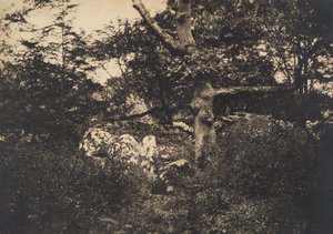 Eik i steinene ved Fontainebleau, 1849-52. av Gustave Le Gray