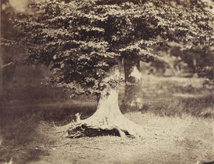 The Beech Tree, ca. 1855-7 (s/hvitt-bilde) av Gustave Le Gray