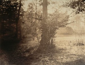 Trestudie, Forest of Fontainebleau, ca. 1856. av Gustave Le Gray
