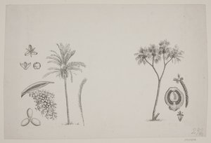 Botanisk blad fra Schouws skrifter av H. C. Henneberg