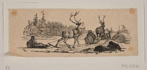 Kanefart med reinsdyr