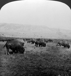 Buffalo, Yellowstone nasjonalpark, USA.