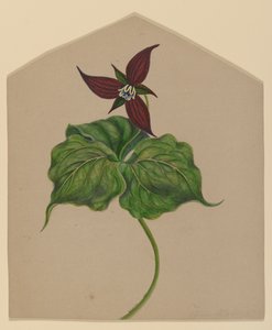 Burgunder rød blomst av H. Lynde