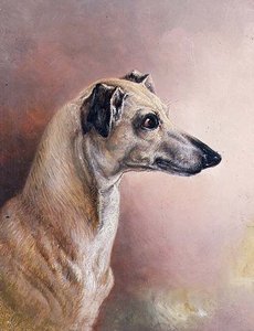 Hodet til en greyhound (panel) av H. Morley Park