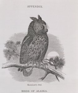 Kennicotts Owl, fra Alaska og dets ressurser, av William H. Dall, gravert av HH Nicholls, pub. 1870