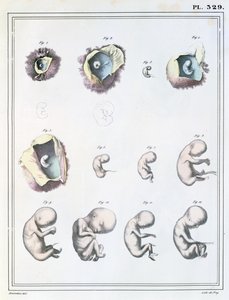 Diagram som viser stadier av embryonal utvikling, fra 