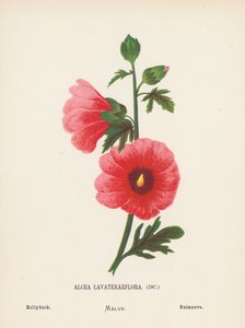  av Hannah Zeller
