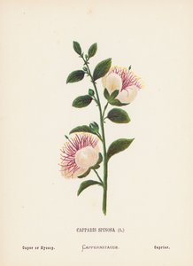  av Hannah Zeller