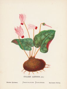  av Hannah Zeller