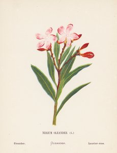  av Hannah Zeller