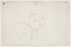 Undulat av Hans Baldung Grien