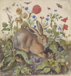 En hare blant planter, 1582
