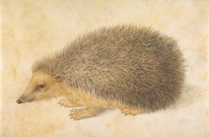 En pinnsvin Erinaceus roumanicus, før 1584.