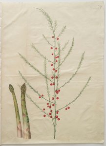 Asparagus officinalis fra albumet Gottorfer Codex, ca. 1650 (gouache på pergament) av Hans Simon Holtzbecher