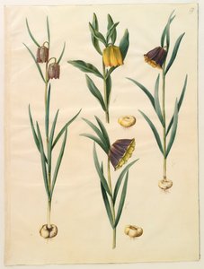 Fritillaria meleagris fra albumet Gottorf Codex, ca. 1650 (gouache på pergament) av Hans Simon Holtzbecher
