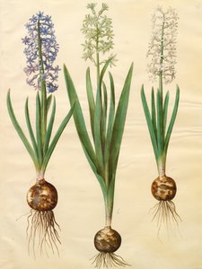 Hyacinthoides orientalis fra albumet Gottorfer Codex, ca. 1650 (gouache på pergament) av Hans Simon Holtzbecher