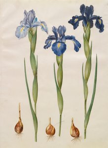 Iris xiphiodes fra albumet Gottorfer Codex, ca. 1650 (gouache på pergament) av Hans Simon Holtzbecher