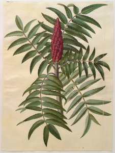 Rhus typhina fra albumet Gottorfer Codex, ca. 1650 (gouache på pergament) av Hans Simon Holtzbecher