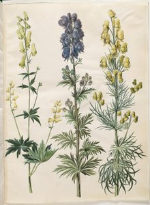 Aconite lycoctonum (nordisk stormhatt); Aconite napellus (Ægte stormhat); Aconite anthora (finbladet stormhatt) av Hans Simon Holtzbecker