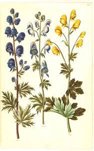 Aconite napellus (?) (Ægte stormhat); Akonitt spraglete, evt. Aconitum ×cammarum (?) (broget stormhat, evt. ha-stormhat); Aconite anthora (finbladet stormhatt) av Hans Simon Holtzbecker