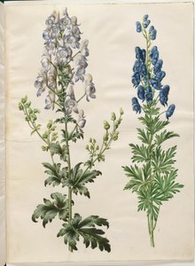 Spraglete akonitt (broget stormhatt); Aconite napellus (ægte stormhatt) av Hans Simon Holtzbecker