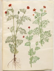 Adonis årlig (høst-adonis); Adonis sommer (sommer-adonis) av Hans Simon Holtzbecker