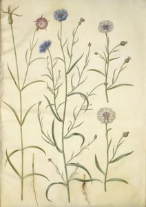 Agrostemma githago (vanlig bergart); Centaurea cyanus (kornblomst) av Hans Simon Holtzbecker