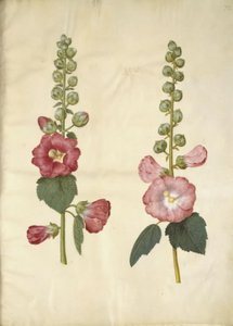 Alcea rosea (har-stokrose) av Hans Simon Holtzbecker