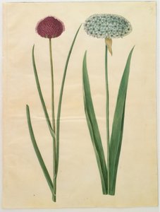 Allium sphaerocephalon (middelhavsløk); Allium nigrum (svart løk) av Hans Simon Holtzbecker