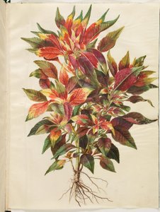 Amaranthus tricolor (papegøye amaranth) av Hans Simon Holtzbecker