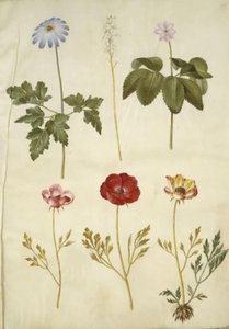Anemone apennina (Apennines anemone); Tiarella cordifolia (vanlig skumblomst); Anemone trifolia (triplett anemone); Ranunculus asiaticus (hagesmørblomst) av Hans Simon Holtzbecker