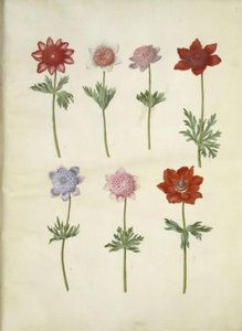 Anemone coronaria (fransk anemone) av Hans Simon Holtzbecker