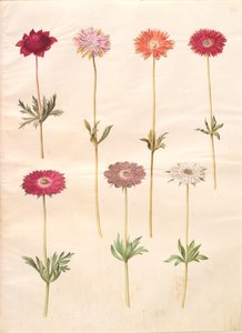 Anemone coronaria (fransk anemone); Anemone ×fulgens (skinnende anemone) av Hans Simon Holtzbecker