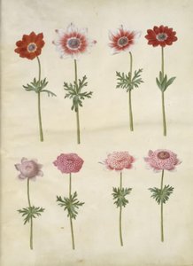 Anemone coronaria L. (fransk anemone); Anemone pavonina (påfuglanemone) av Hans Simon Holtzbecker