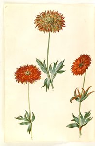 Anemone ×fulgens (skinnende anemone) av Hans Simon Holtzbecker