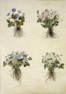 Anemone hepatica (blå anemone) av Hans Simon Holtzbecker