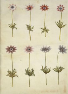 Anemone pavonina (påfuglanemone) av Hans Simon Holtzbecker