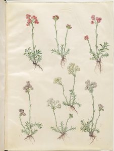 Antennaria dioica (vanlig kattefot) av Hans Simon Holtzbecker