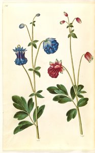 Aquilegia vulgaris (vanlig akelei) av Hans Simon Holtzbecker
