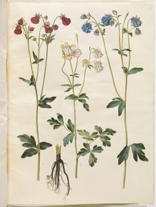 Aquilegia vulgaris (vanlig akelei) av Hans Simon Holtzbecker