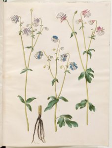Aquilegia vulgaris (vanlig akelei) av Hans Simon Holtzbecker