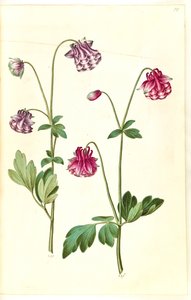 Aquilegia vulgaris (vanlig akelei) av Hans Simon Holtzbecker
