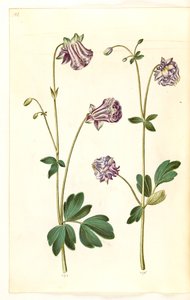 Aquilegia vulgaris (vanlig akelei) av Hans Simon Holtzbecker