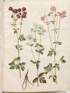 Aquilegia vulgaris (vanlig akelei) av Hans Simon Holtzbecker